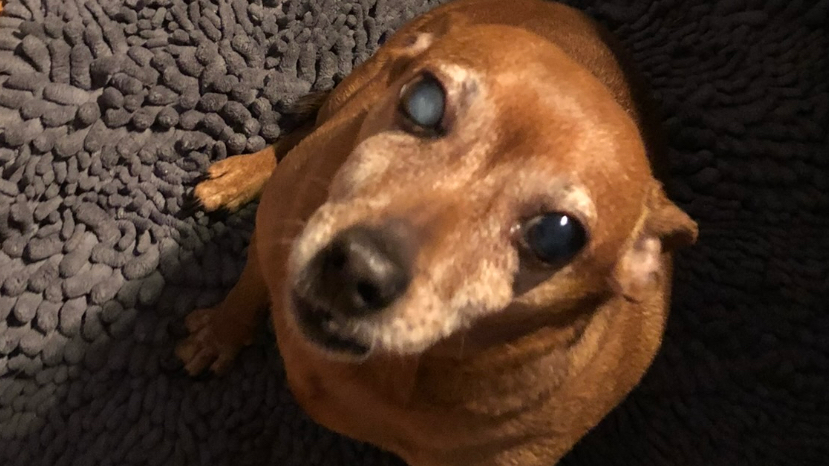 Rest in peace Speedyのバナー