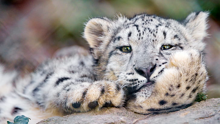 Lazy Leopards