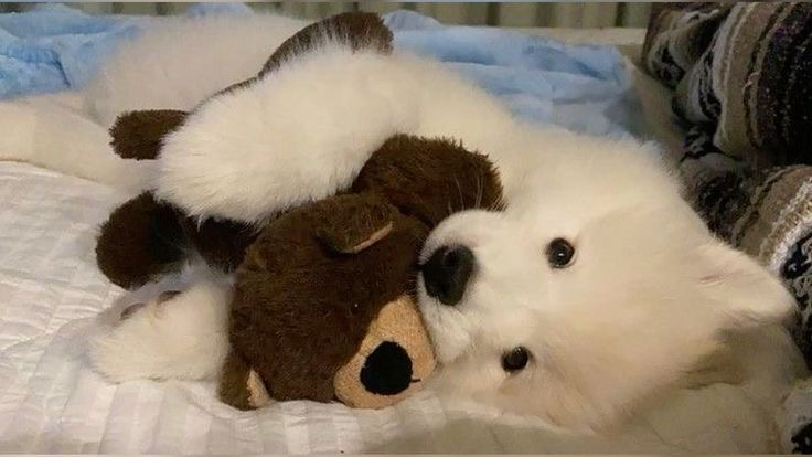 Huskiesのバナー