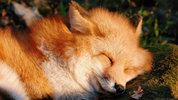 The Fox familyのバナー