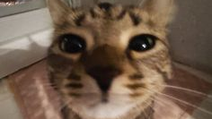 Shitpost Fursのバナー