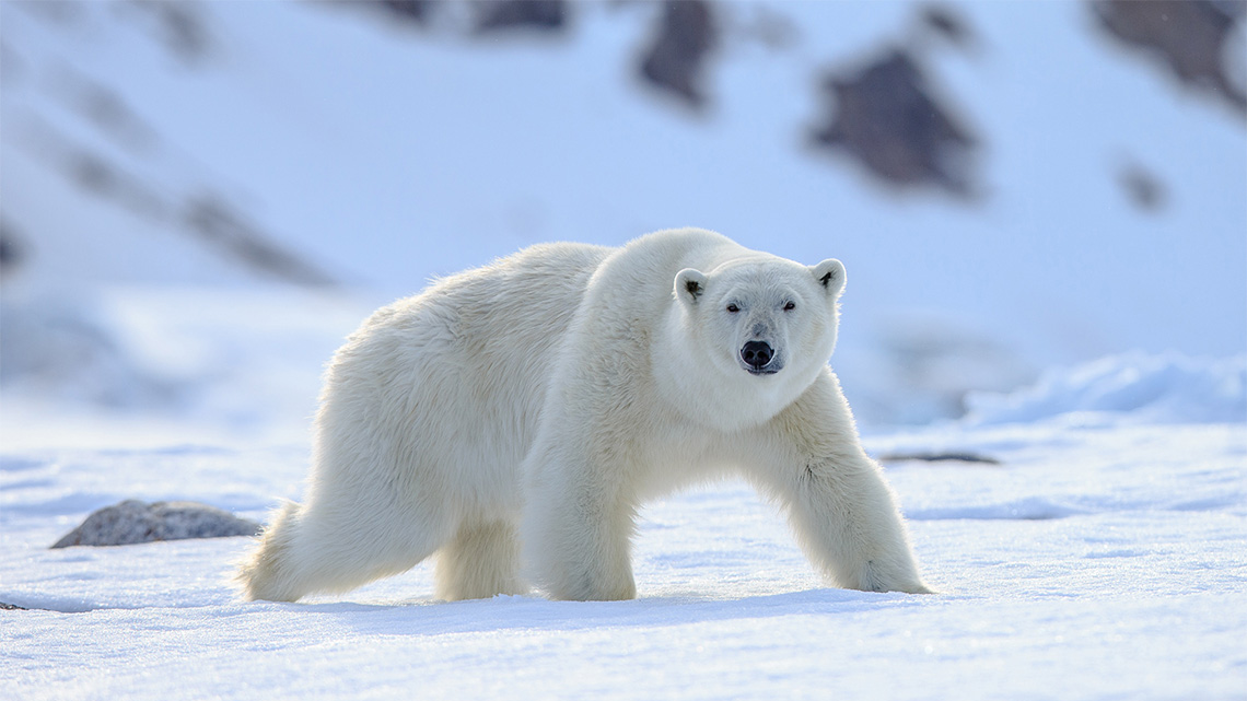 Polar Bears