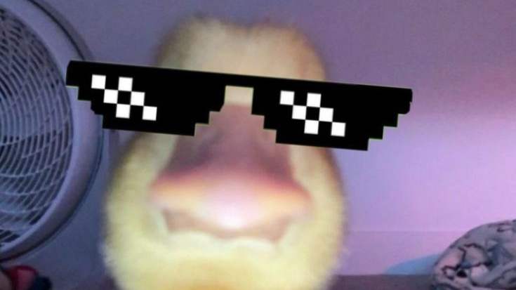 ~The_duck_admim~のバナー