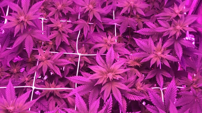 The Cannabisseurs