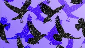Crows Murderのバナー