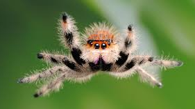Spiders Fan Clubのバナー