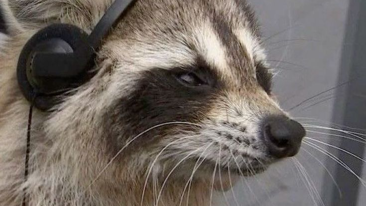 Raccoon Empireのバナー