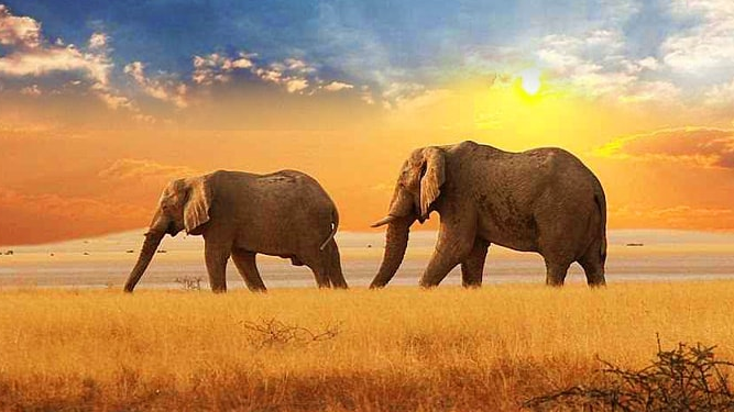 The Elephant's Groupのバナー