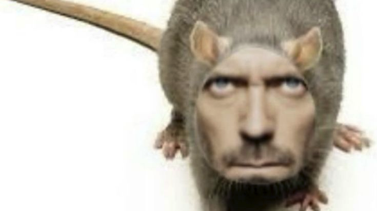 secta de rataのバナー
