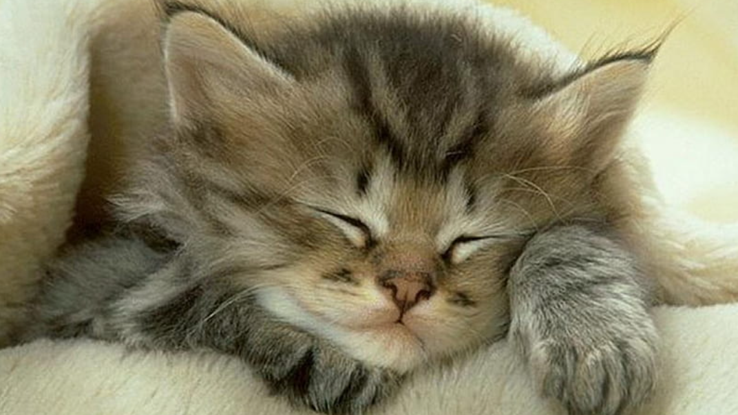 Sleepyのバナー