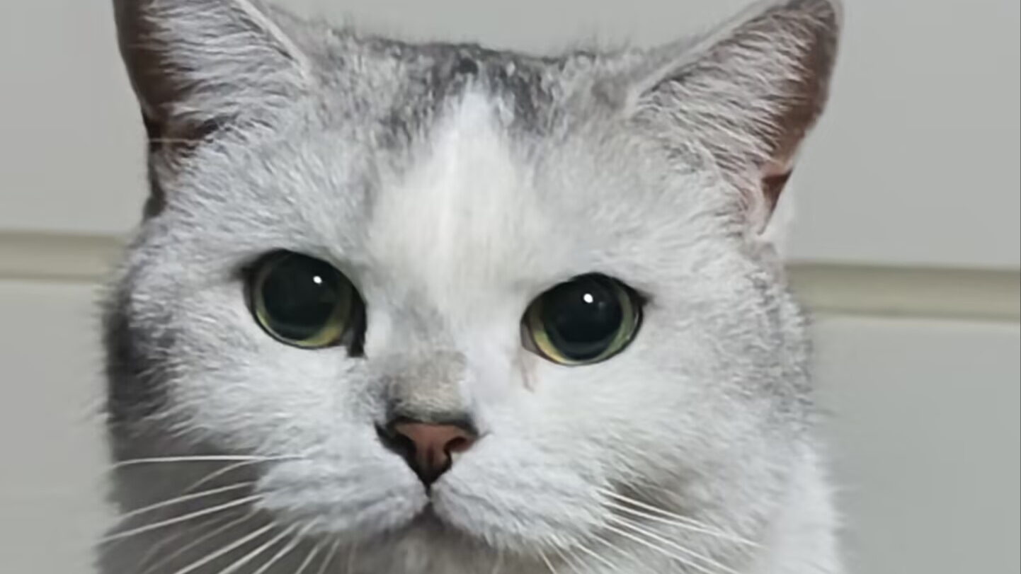 秘密猫窝のバナー