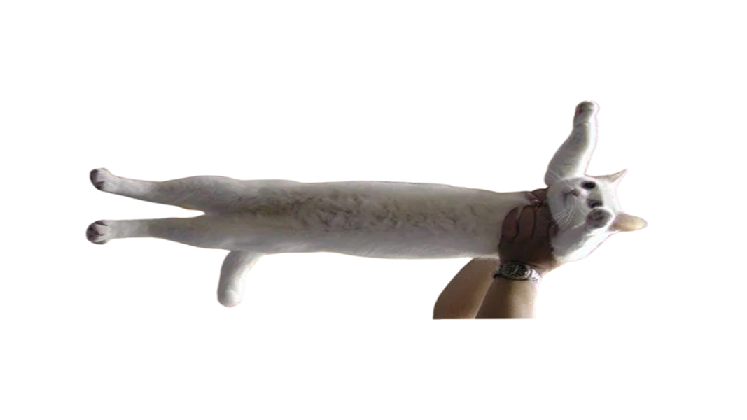 Longcat