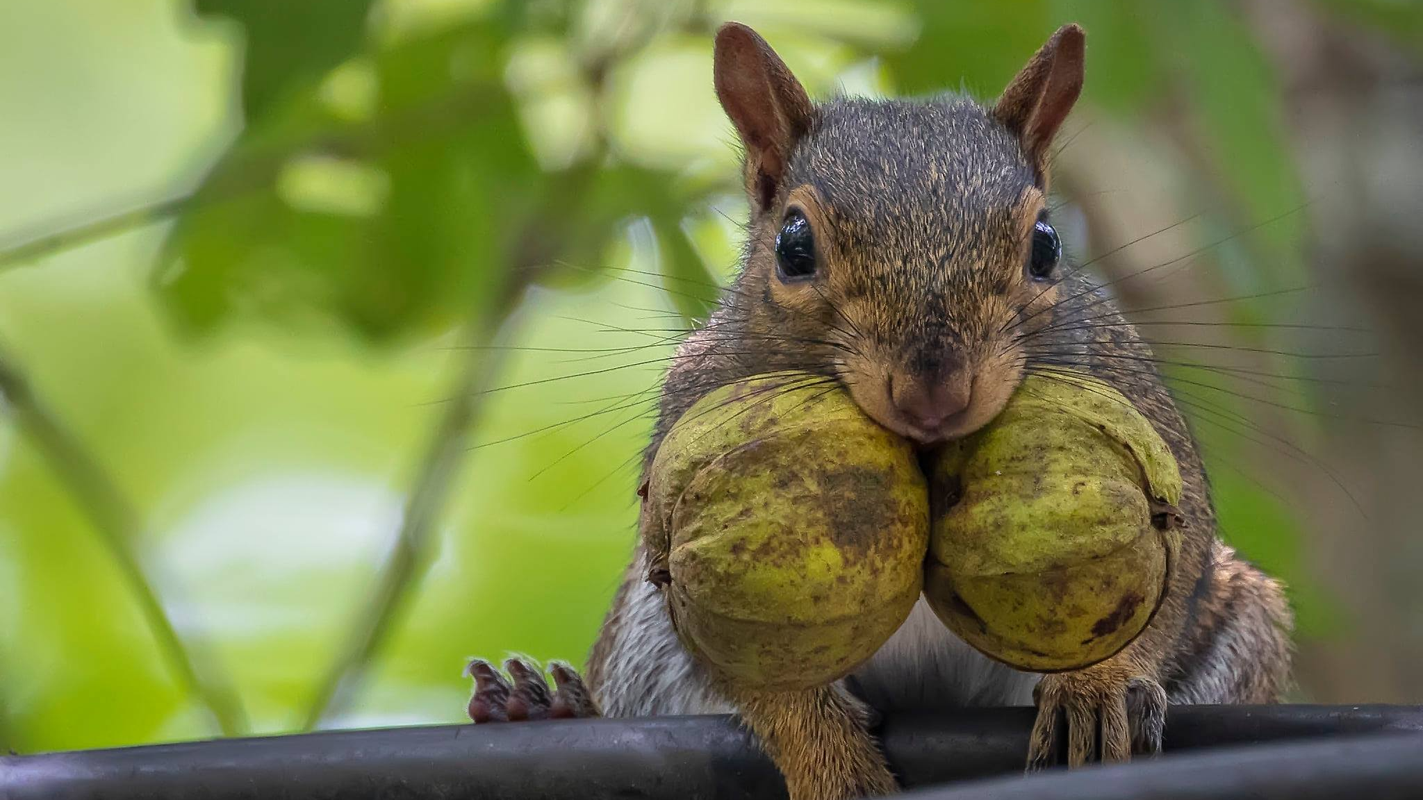 Has BIG Nutsのバナー