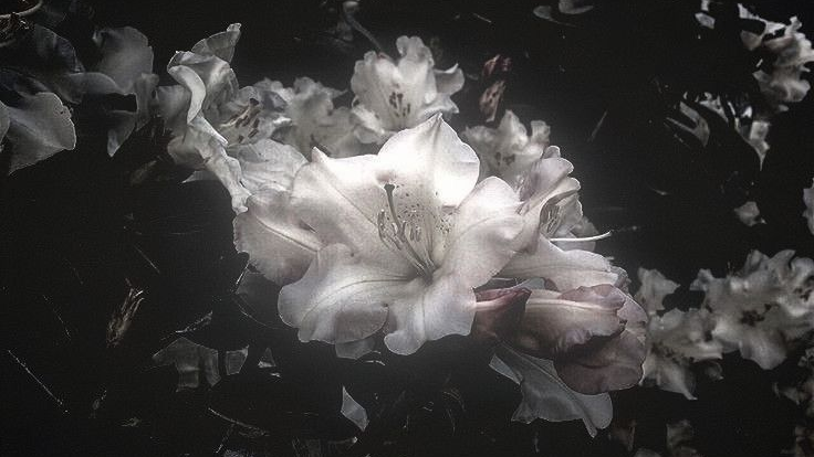 Widowed Orchidsのバナー