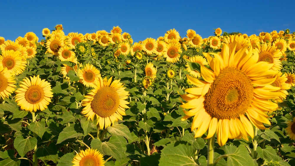 Project SUNFLOWER