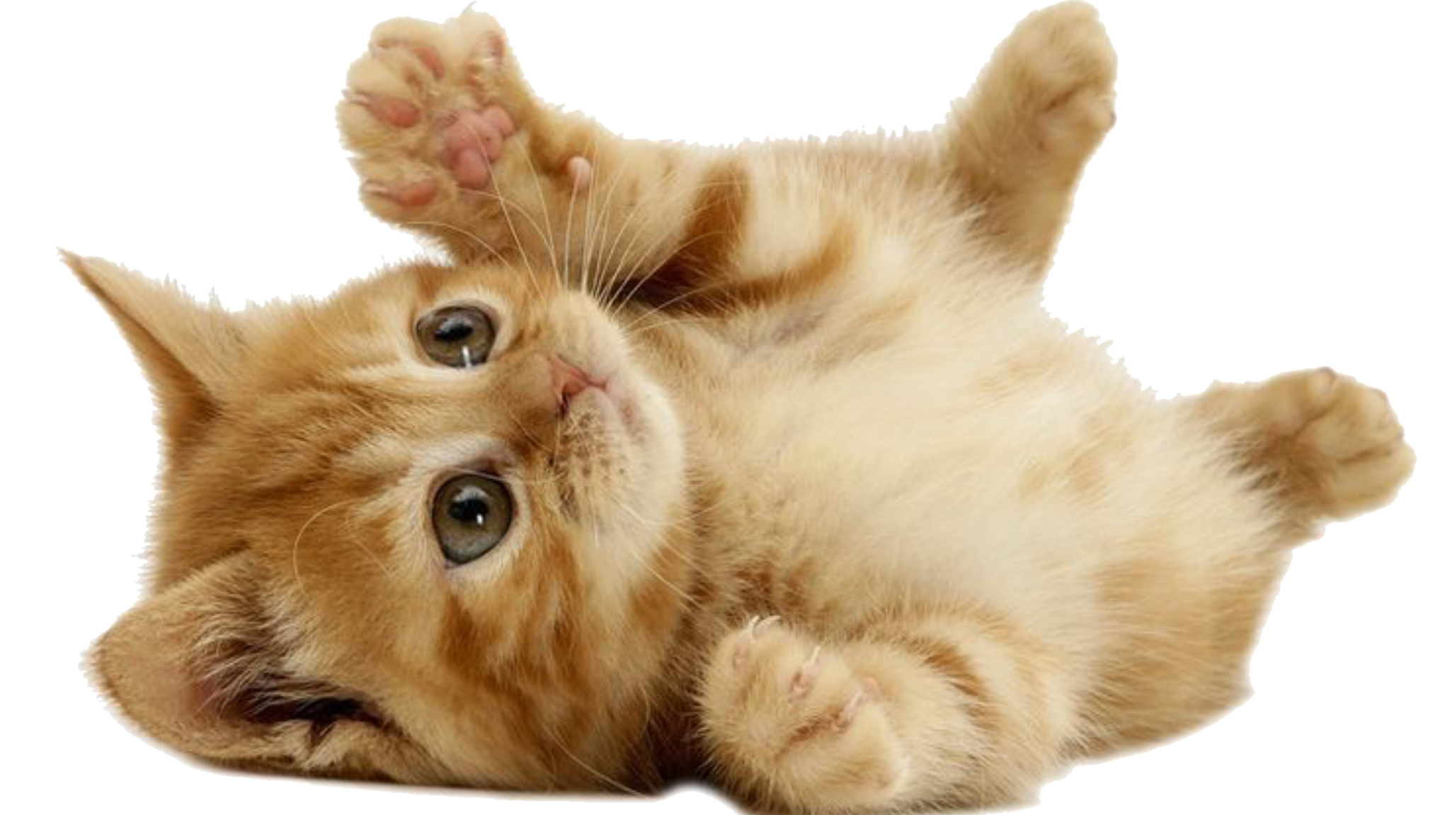 Kitty