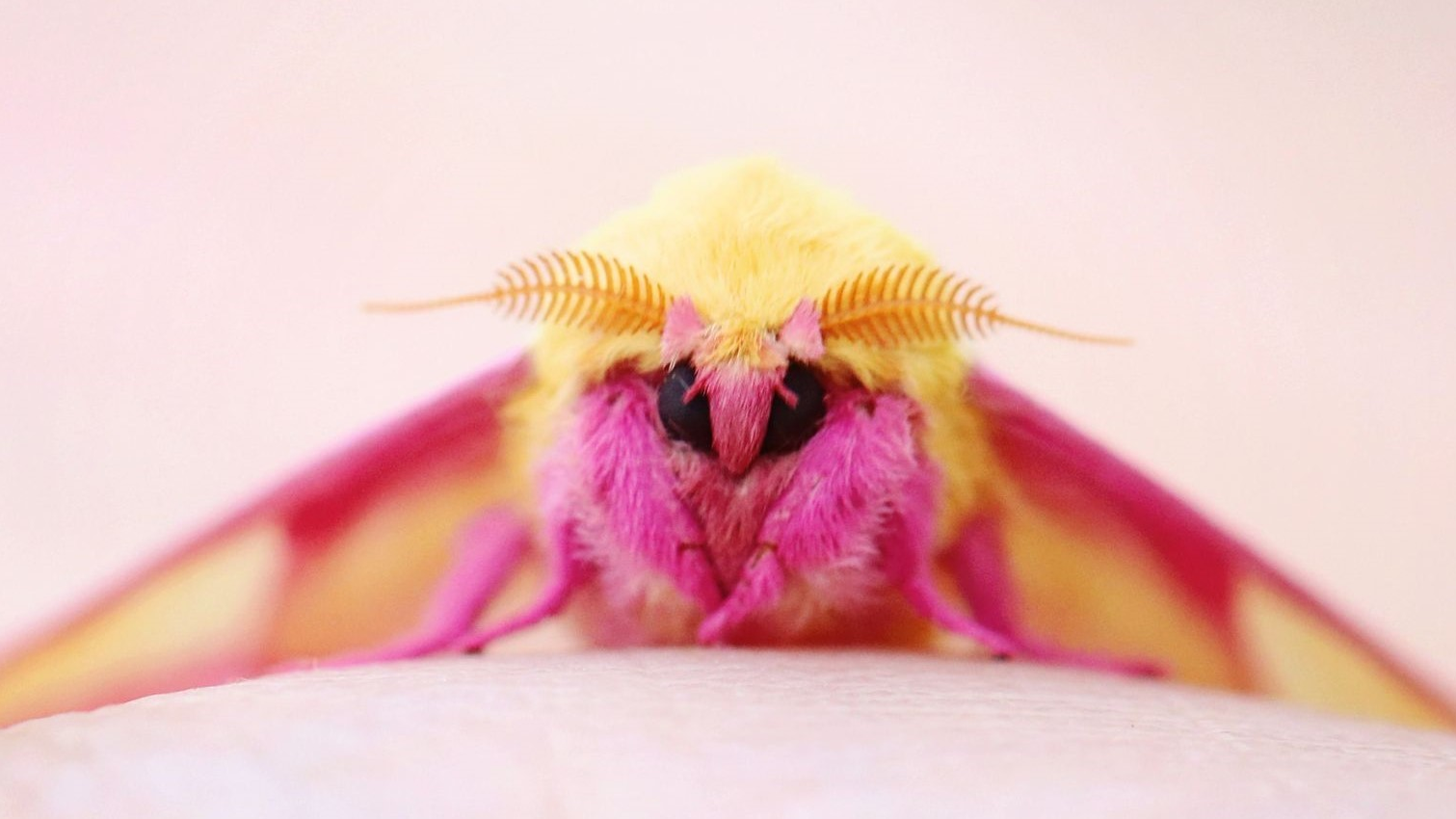 RosyMapleMoths