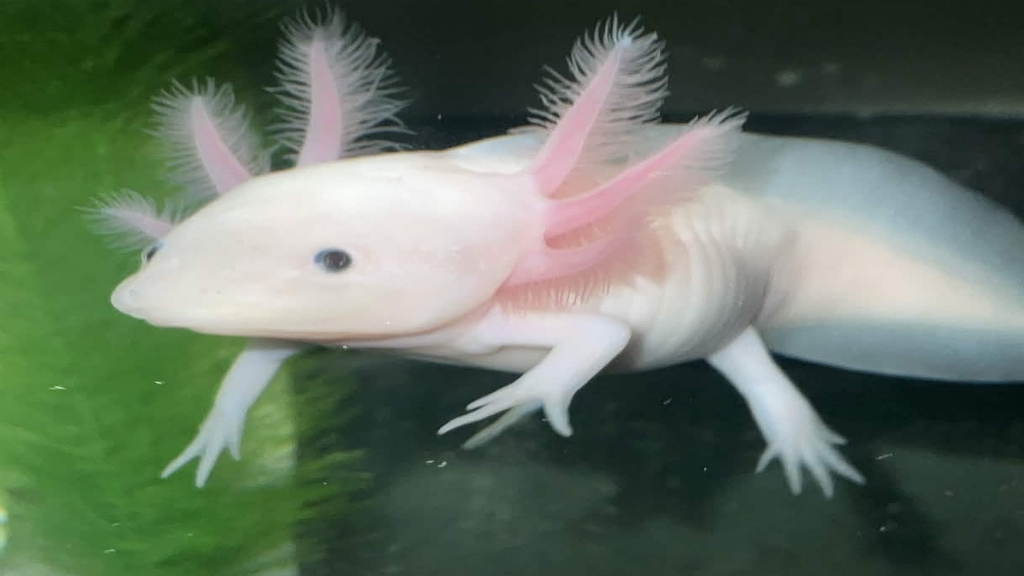 Marshmallow the axolotl enjoierのバナー