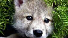 Sweetheart puppy