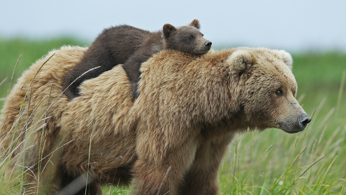 Bearのバナー
