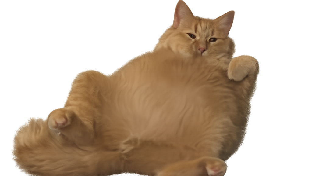 meowのバナー
