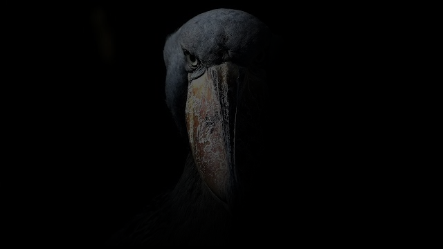 birbsのバナー