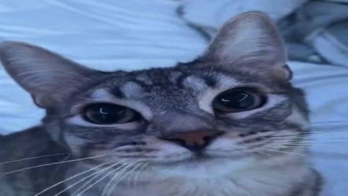 To Kawaiiのバナー