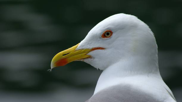 SeagullHead