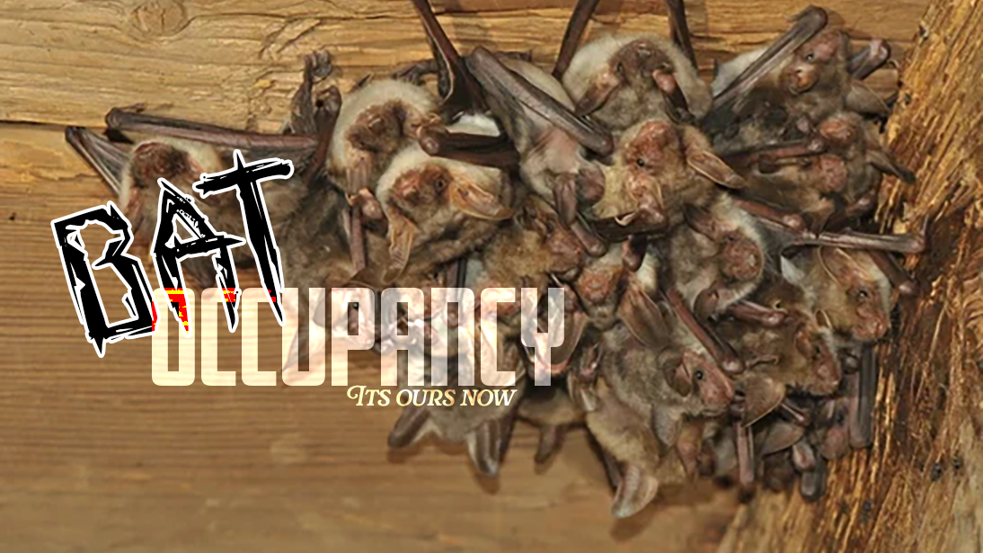 Bat Occupancyのバナー