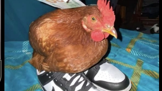 Chicken guysのバナー
