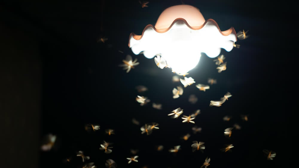 Moth allianceのバナー