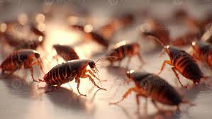 COOL COCKROACH CLAN