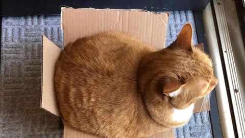 Schrödinger's Box