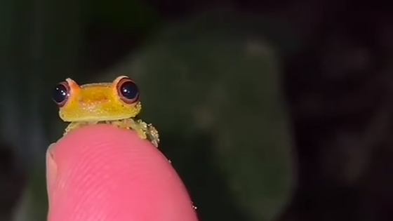 FROGGIS FAV PPLのバナー