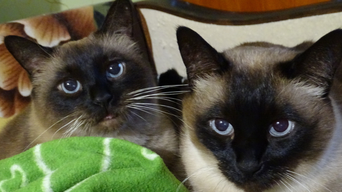 Bro catのバナー