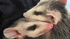 Opossum Lovers