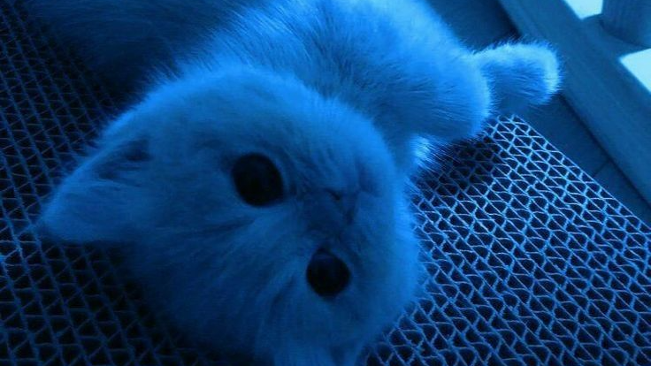 I Love Kitty Katsのバナー