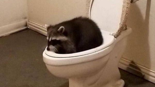 raccoon loversのバナー