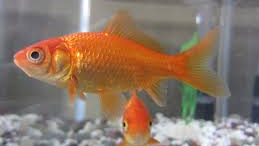 Fish_