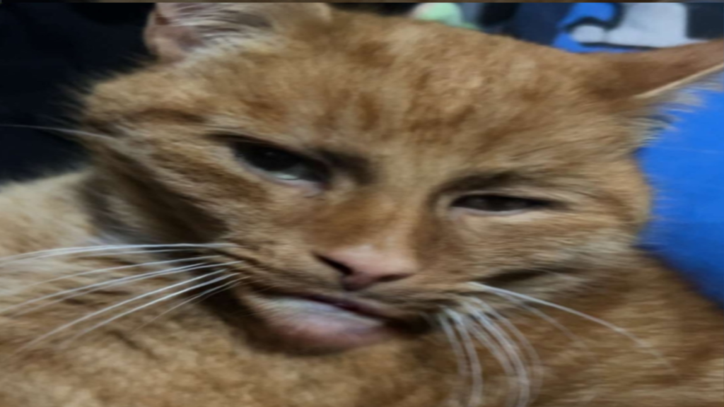 Pusheen mwaa