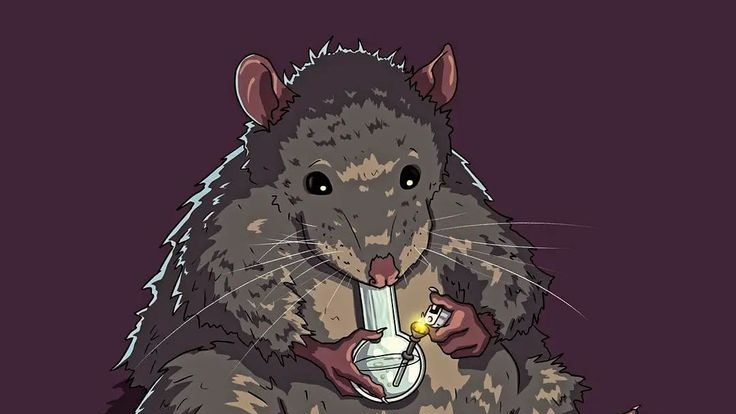 Dumb ratsのバナー