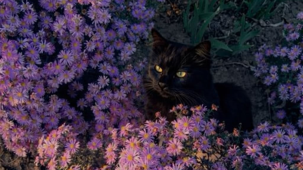 Lavender modsのバナー