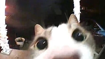 Cat loversのバナー