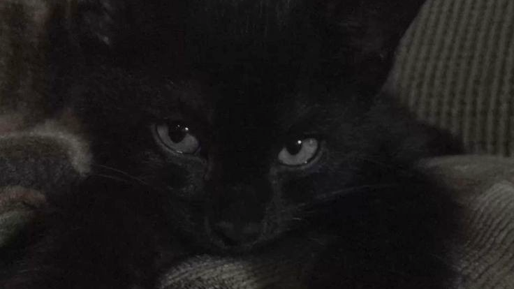 black catのバナー