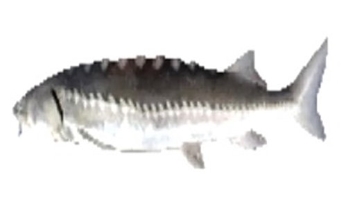 Glub Glub Club