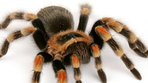Spooder army