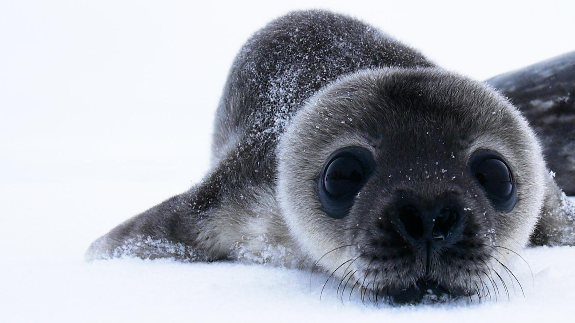 So Seal-lyのバナー