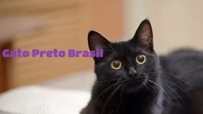 GATO Preto Brasilのバナー