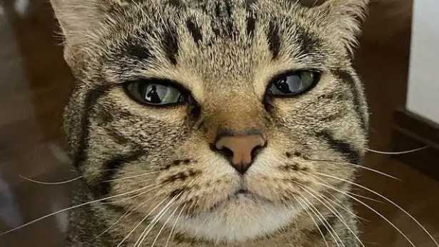 Cat clanのバナー