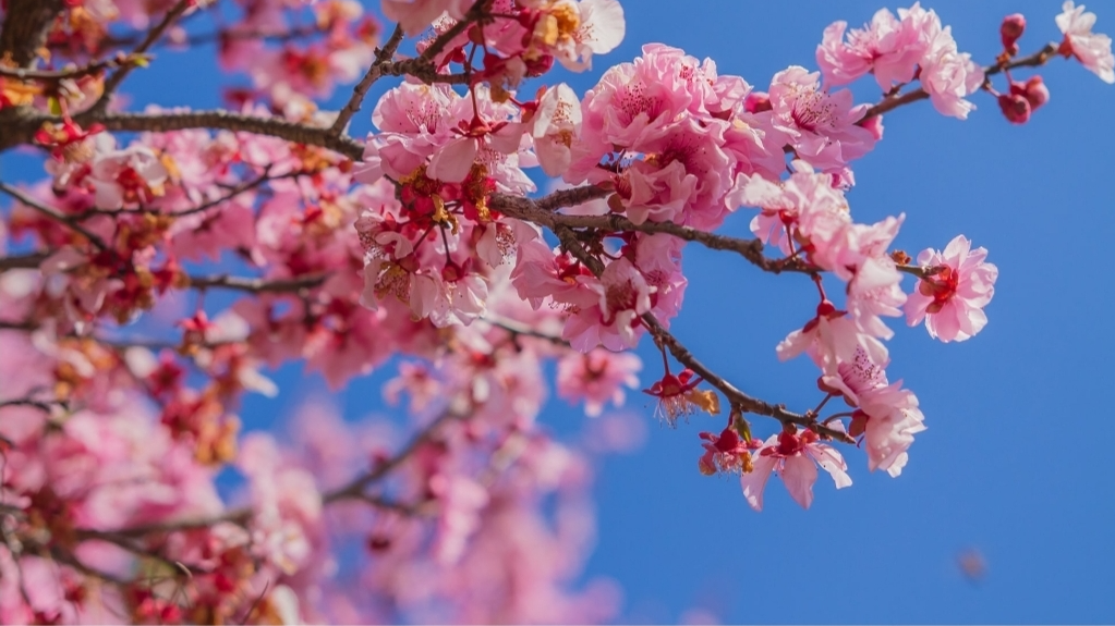 Blooming Blossoms